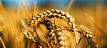 pre-agriculture