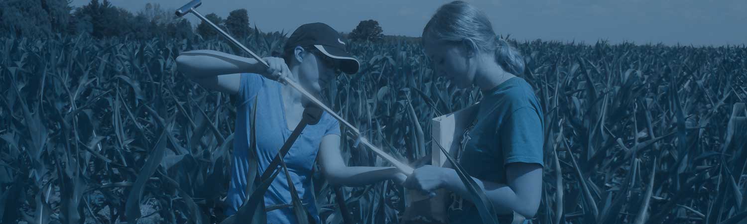 Group of two students taking samples together in a corn field