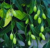 Neem seeds and plant