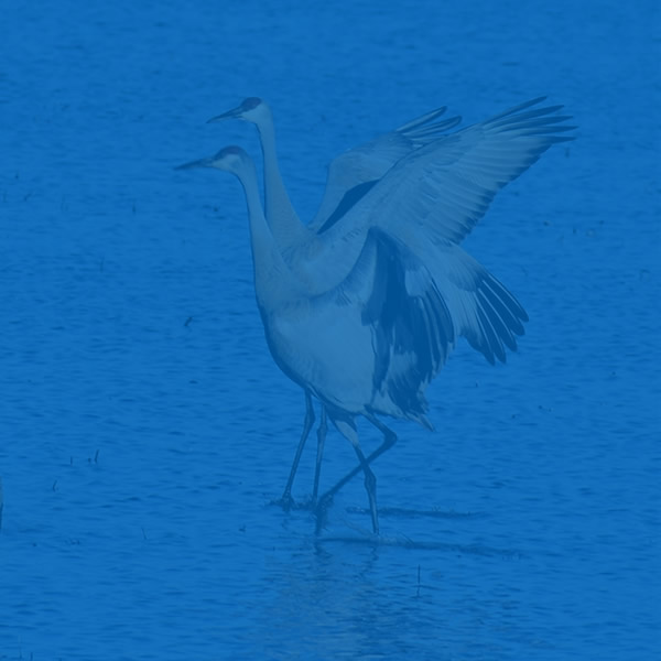 Shiawassee National Wildlife Refuge with blue overlay