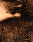 Moody_17__WinCE_